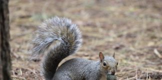 grey squirrel