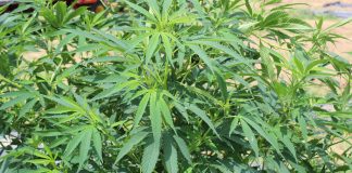a hemp plant