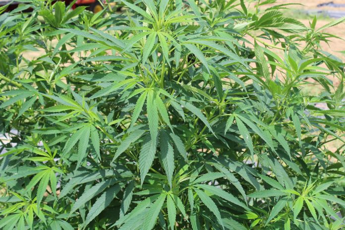 hemp-2019 a hemp plant