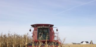 A combine harvesting corn.