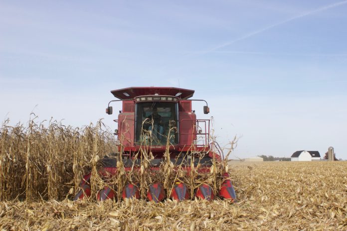 corn harvest A combine harvesting corn.