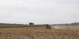 A combine harvesting corn.