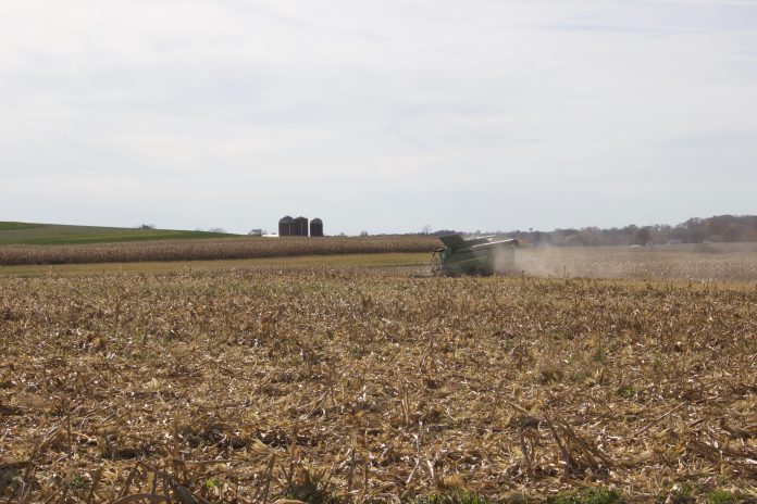 A combine harvesting corn. A combine harvesting corn.