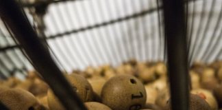 bingo balls
