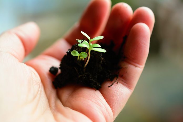 soil and seedling in hand soil and seedling in hand