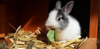 rabbit