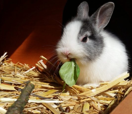 rabbit