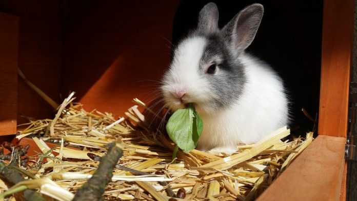 rabbit rabbit