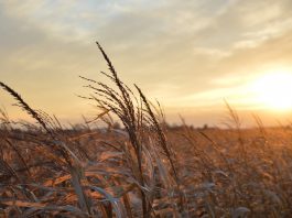 sunset on a corn field