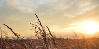 sunset on a corn field