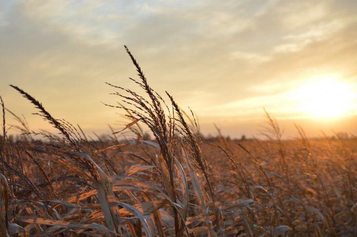 sunset on a corn field sunset on a corn field