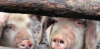 pigs