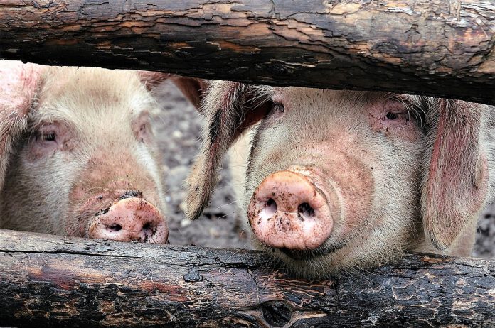 pigs pigs