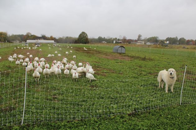 dog with turkeys