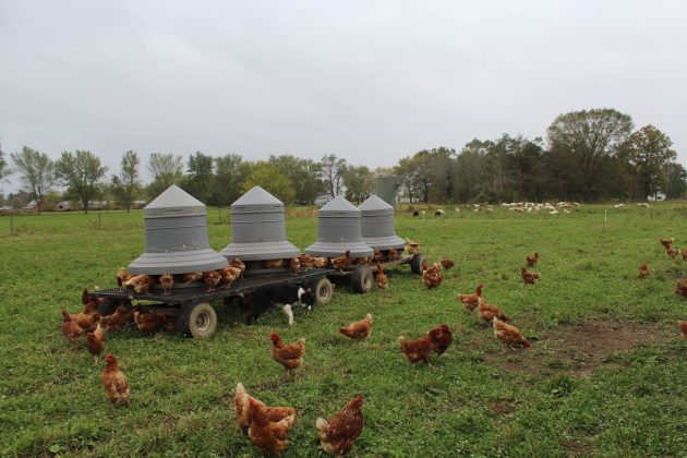 hens and sheen on pasture