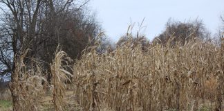 standing corn in field in winter