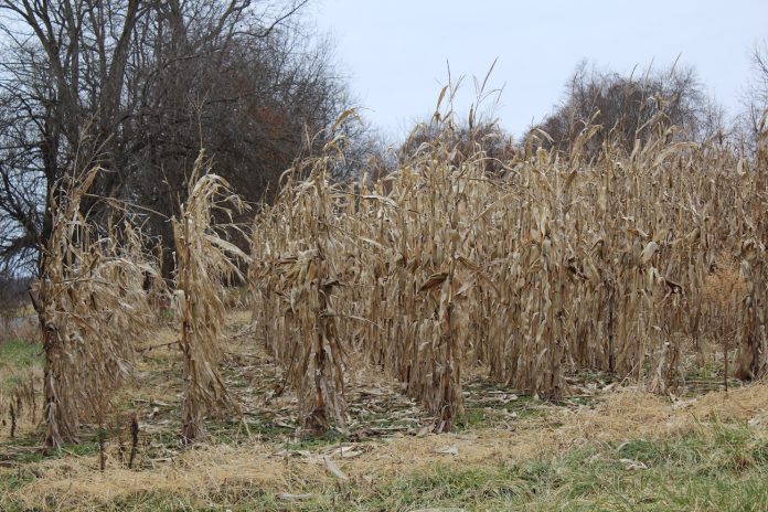 standing corn standing corn in field in winter
