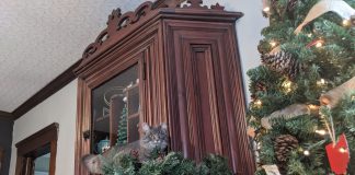 Kym Seabolt's cat Kia on her new cabinet
