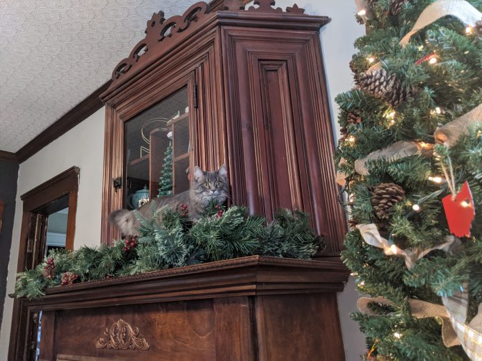 Kym Seabolt's cat Kia on her new cabinet Kym Seabolt's cat Kia on her new cabinet