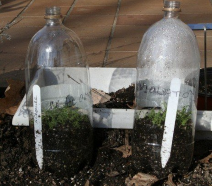 Chamomile seedlings Chamomile seedlings