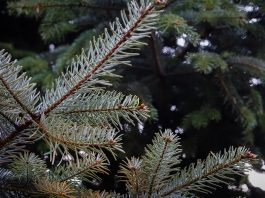 christmas tree