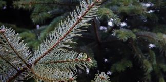 christmas tree