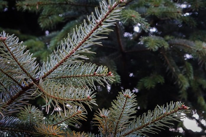 christmas tree christmas tree