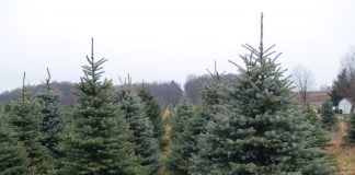 Christmas trees on a farm.