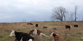 beef cows on a hilltop