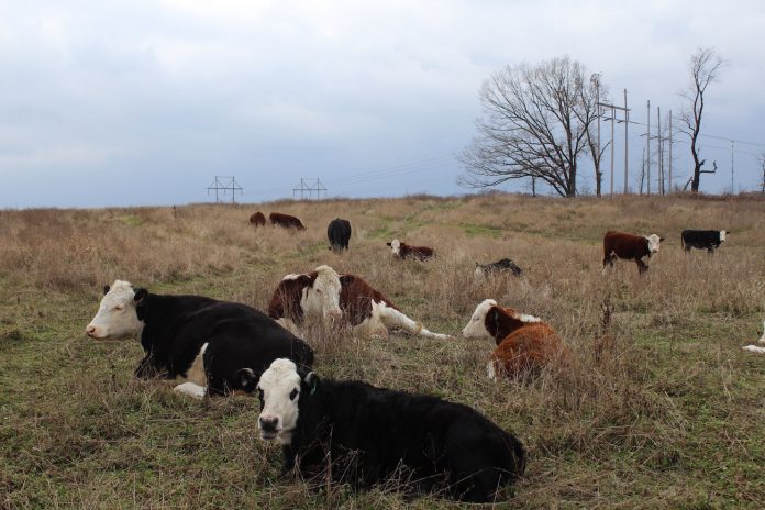 beef cows on a hilltop beef cows on a hilltop