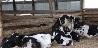 dairy beef feeders