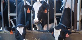 cows eating