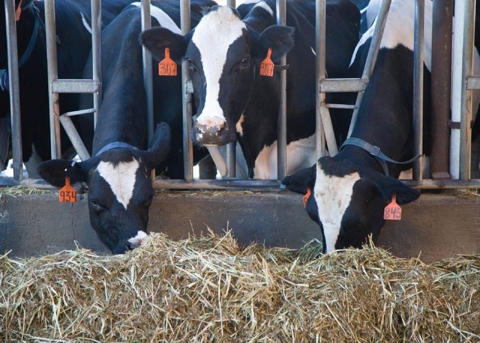 cows eating cows eating