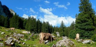 Brown Swiss cows in Switzerland