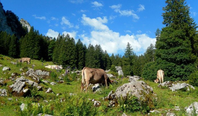 Brown Swiss cows in Switzerland Brown Swiss cows in Switzerland