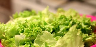 lettuce