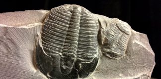 Trilobite fossil
