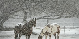 horse