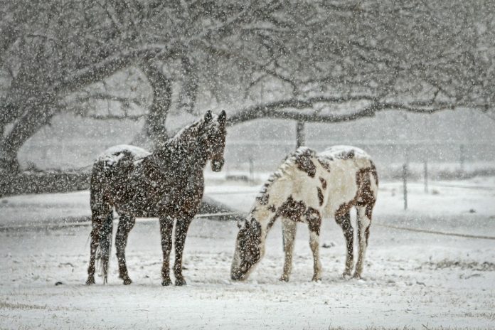 horse horse