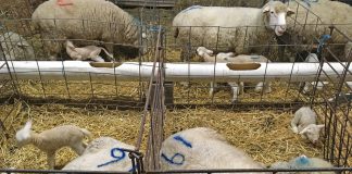 lambs