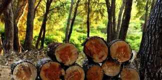logs