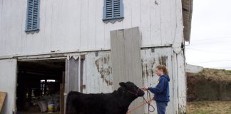 A girl holds a halter and stands in front of a black market steer.