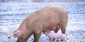 pig