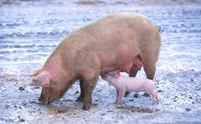 pig pig