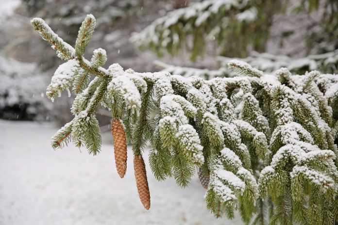 snowy pine branch