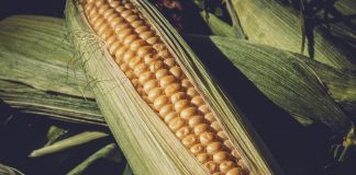sweet corn