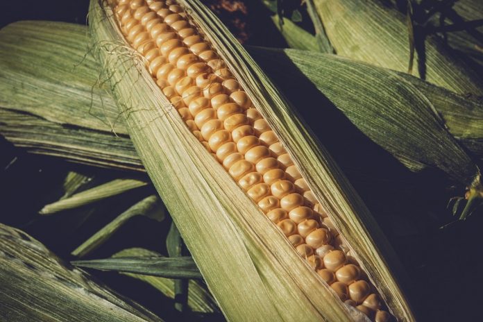 sweet corn sweet corn