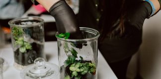 terrarium