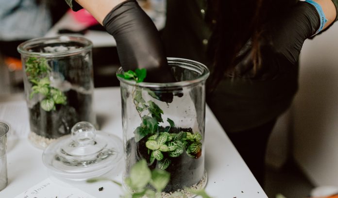 terrarium terrarium