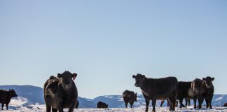 cattle in snow